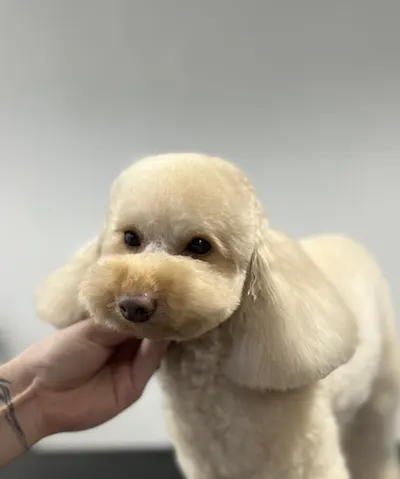 Shaggy Grooming Atelier